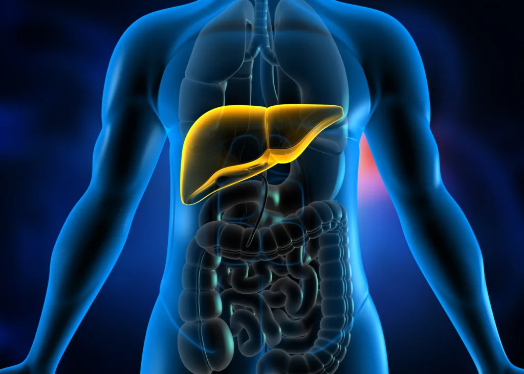 Transformações Notáveis: Os Efeitos Positivos de Três Semanas sem Álcool no Corpo
