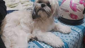 Cachorro de Raça Shih-Tzu Recuperado Após Furto em SC: Pelagem Pintada para Ocultar Identidade